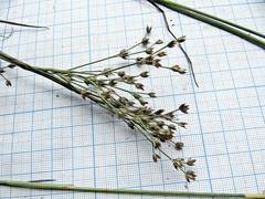 Juncus articulatus limosus