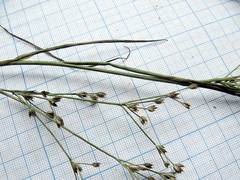 Juncus articulatus limosus