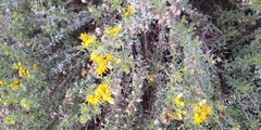 Isocoma hartwegii