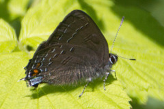 Satyrium calanus falacer