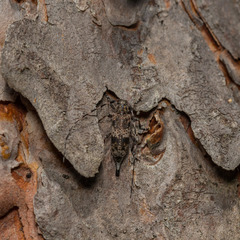 Acanthocinus griseus