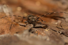 Acanthocinus griseus