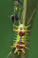 Monema flavescens