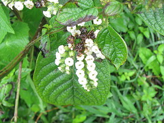Tournefortia rufosericea