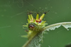Monema flavescens