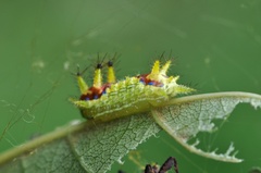 Monema flavescens