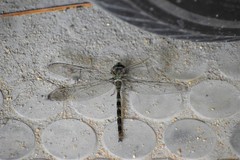 Gynacantha dravida