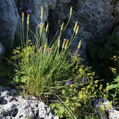 Tragopogon reticulatus