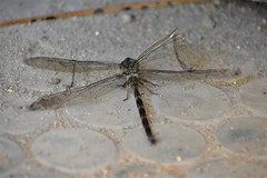 Gynacantha dravida