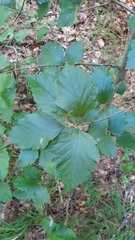 Karpatiosorbus