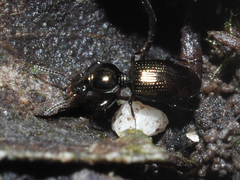 Dyschirius