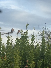 Streptopelia chinensis