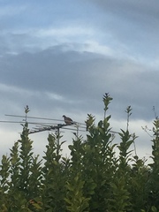 Streptopelia chinensis