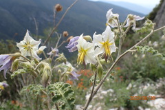 Solanum tribulosum