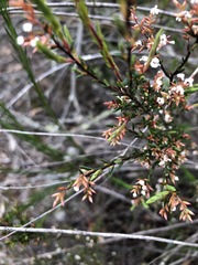 Leucopogon microphyllus