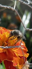 Anthophora marginata