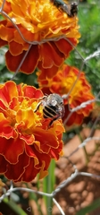 Anthophora marginata