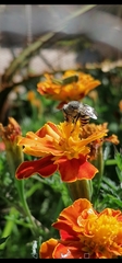 Anthophora marginata