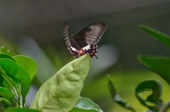 Papilio polytes