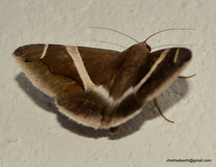 Bastilla arctotaenia