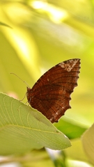 Elymnias hypermnestra