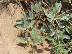 Flemingia lineata