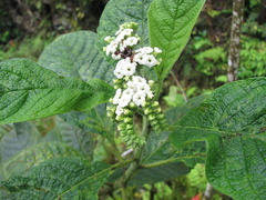 Tournefortia rufosericea