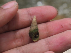 Thiaridae