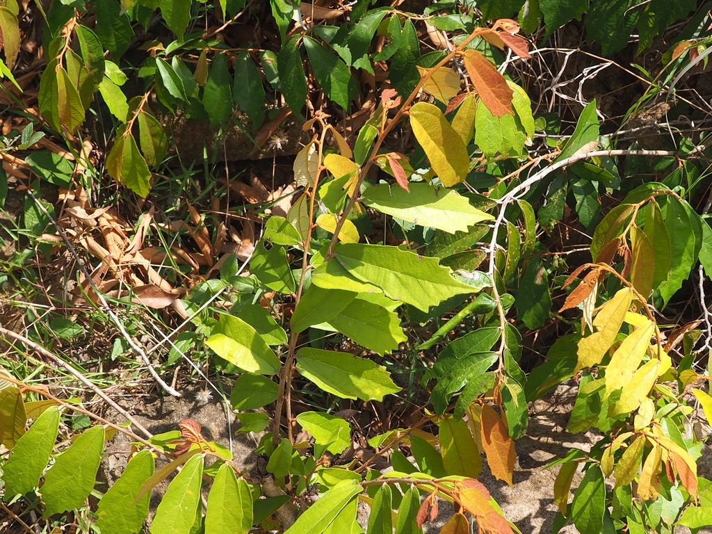 Schoutenia ovata (Schoutenia ovata)