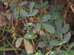Flemingia lineata