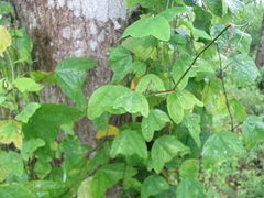 Passiflora colinvauxii