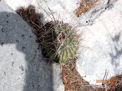 Echinofossulocactus lamellosus