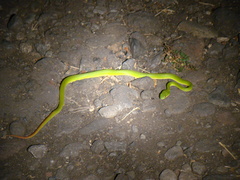 Trimeresurus insularis