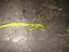 Trimeresurus insularis