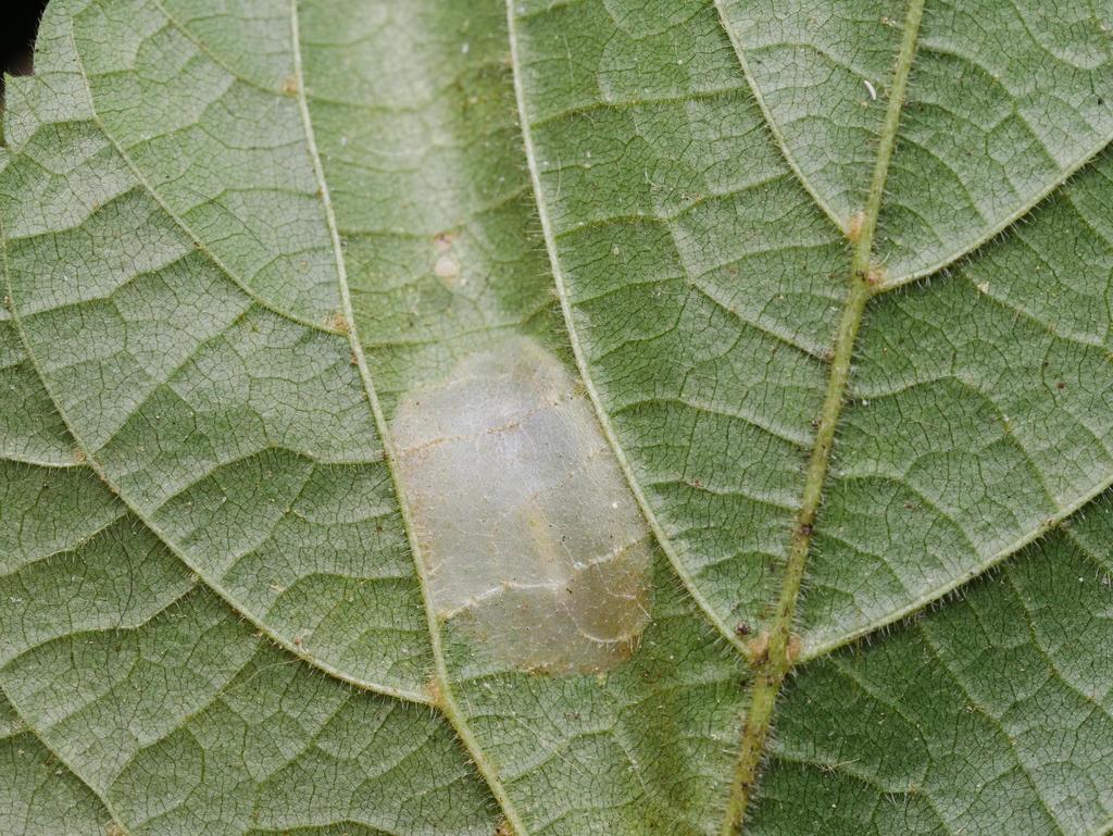 Lime Leafminer