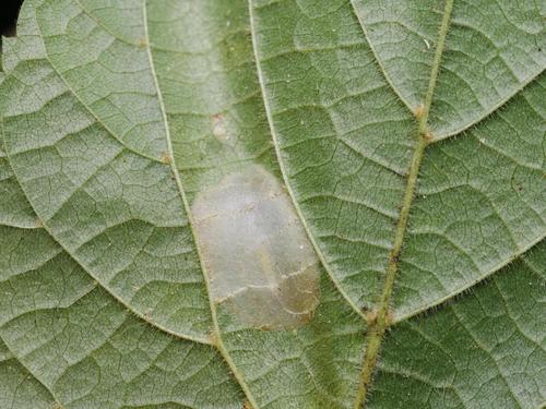 Lime Leafminer