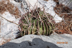 Echinofossulocactus lamellosus