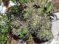 Echinofossulocactus lamellosus