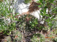 Echinofossulocactus lamellosus