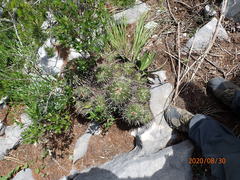 Echinofossulocactus lamellosus