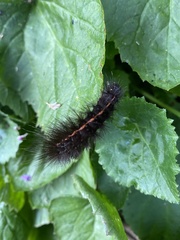 Spilosoma lubricipeda