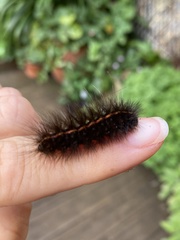 Spilosoma lubricipeda