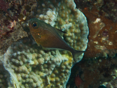 Pempheris vanicolensis