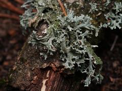 Pseudevernia furfuracea