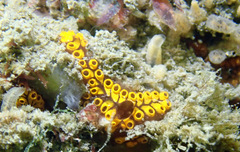 Botrylloides leachii