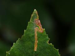 Stigmella betulicola