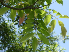 Meliosma rhoifolia