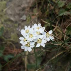Achillea erba-rotta