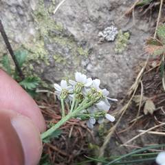Achillea erba-rotta