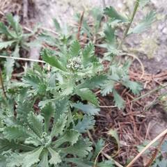 Achillea erba-rotta